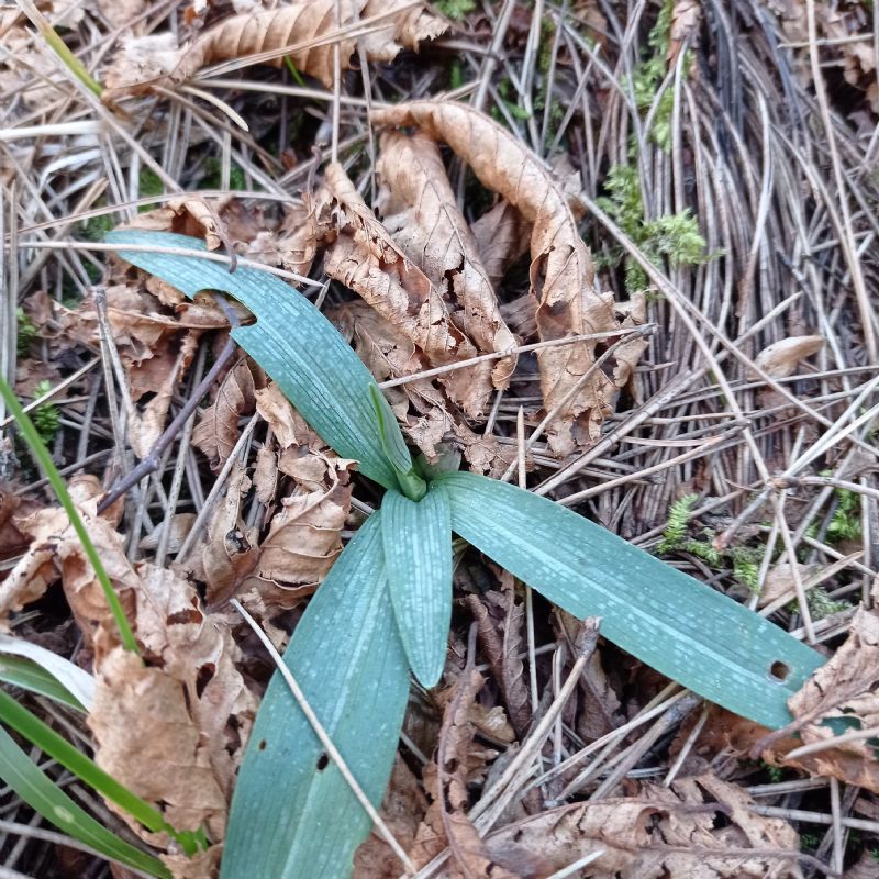 Postate qui le vostre rosette basali!